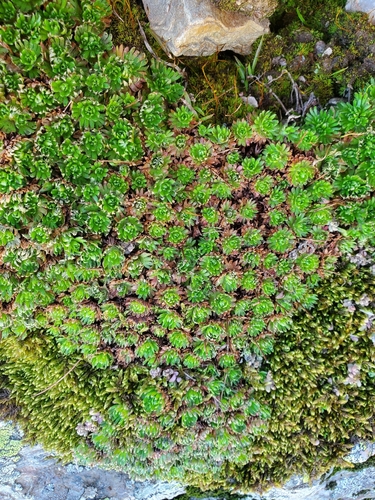 Piedmont Saxifrage (Saxifraga pedemontana)