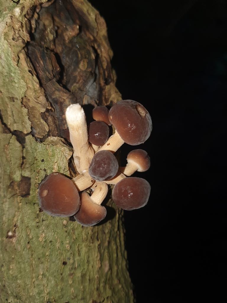 Cyclocybe parasitica · April 2026 · photo: © corli (iNaturalist, cc-by)