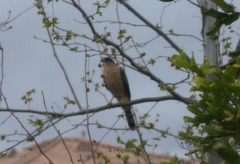 Accipiter cooperii
