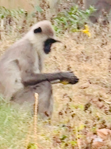 Sri Lankan Grey Langur