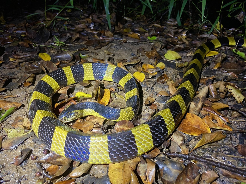 Banded Krait