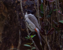 Pycnonotus aurigaster