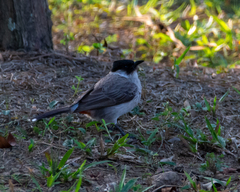 Pycnonotus aurigaster