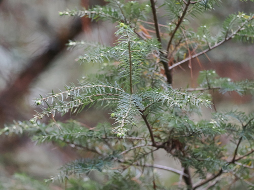 Himalayan hemlock (Tsuga dumosa)