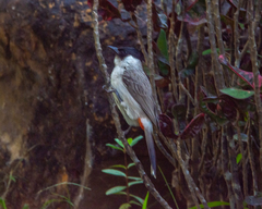 Pycnonotus aurigaster