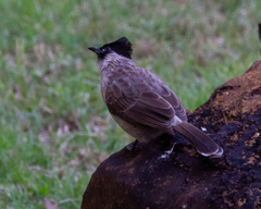 Pycnonotus aurigaster