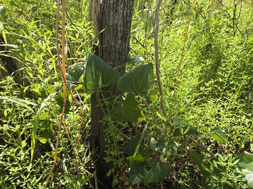 Snake Vine (Tinospora smilacina)