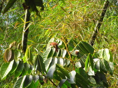 Cranioleuca erythrops