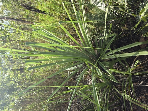 Screw Palm (Pandanus spiralis)