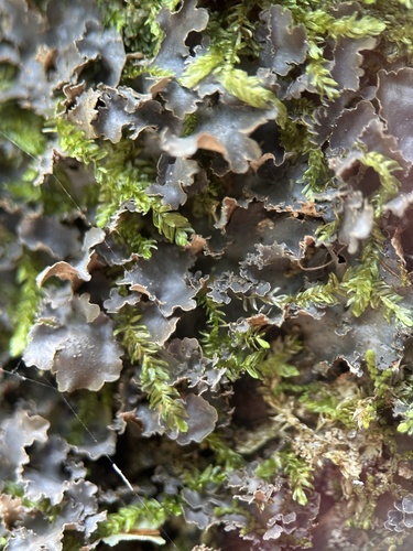 Dichelodontium nitidum observed 2026-01-20
