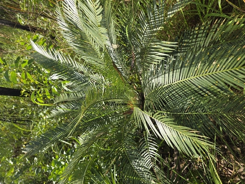Zamia Palm (Cycas armstrongii)