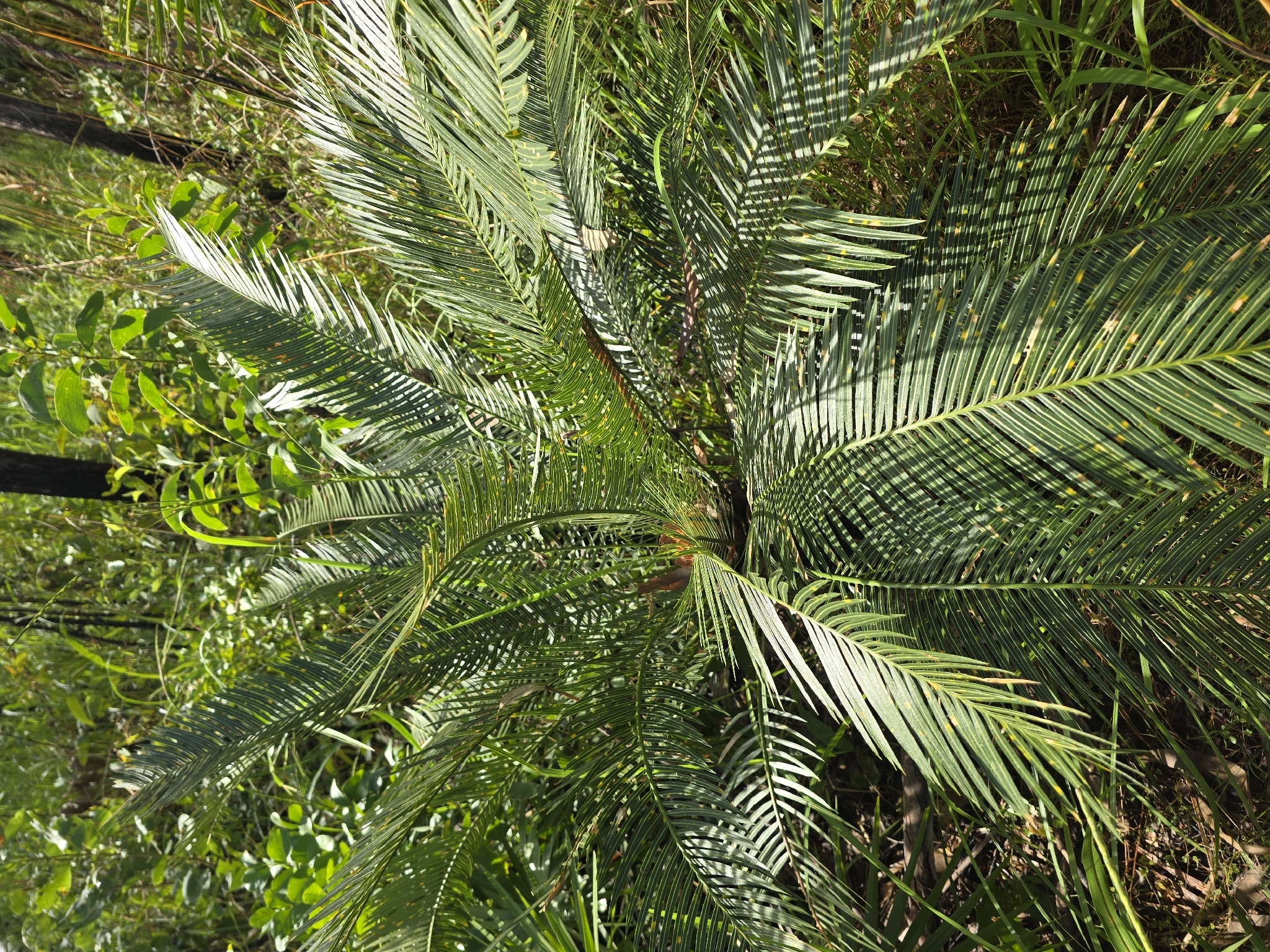 Zamia Palm (Cycas armstrongii)
