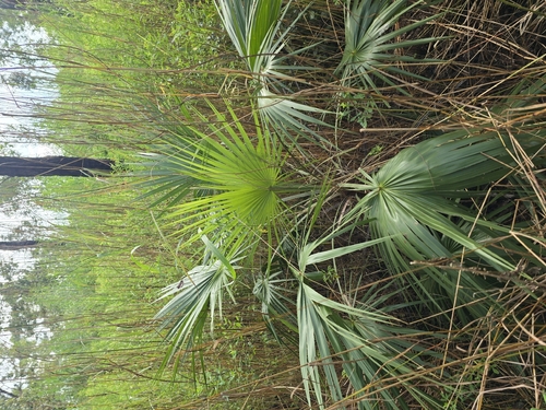 Sand Palm (Livistona humilis)