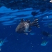 ヒメコトヒキ
