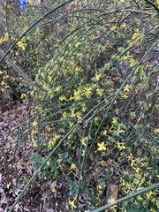 Jasminum nudiflorum