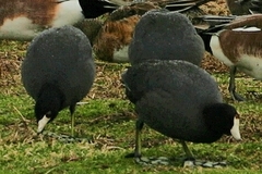 Fulica americana