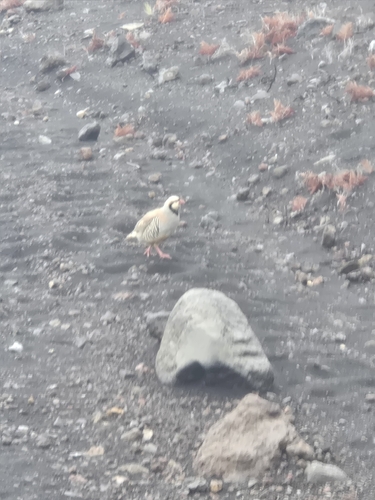 Chukar