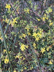 Jasminum nudiflorum