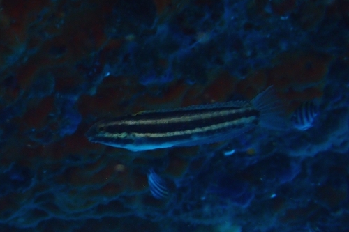 Shorthead Sabretooth Blenny (Petroscirtes breviceps)