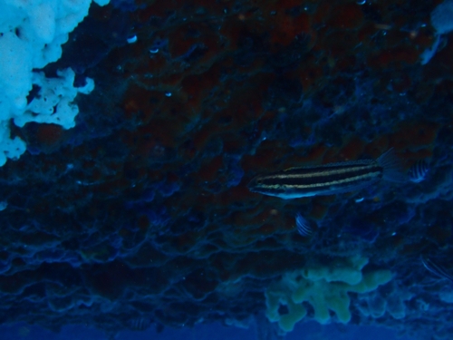 Shorthead Sabretooth Blenny (Petroscirtes breviceps)