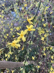Jasminum nudiflorum