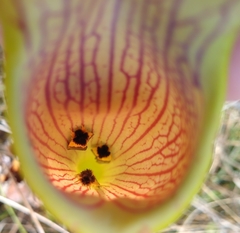 Exyra semicrocea