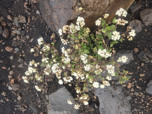 Ageratina adenophora observed 2026-04-09