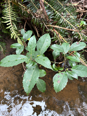 Hedycarya angustifolia, photograph (c) Bryce Watts-Parker, some rights reserved (CC BY)