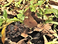 Bebearia laetitioides