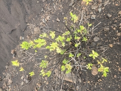 Dubautia menziesii, photograph (c) Mike Burnett, some rights reserved (CC BY)