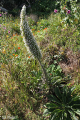 Echium simplex