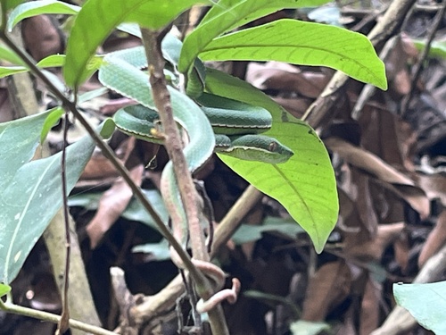 Chinese Green Tree Viper