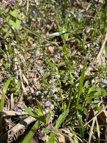 Creeping Speedwell (Veronica umbrosa)