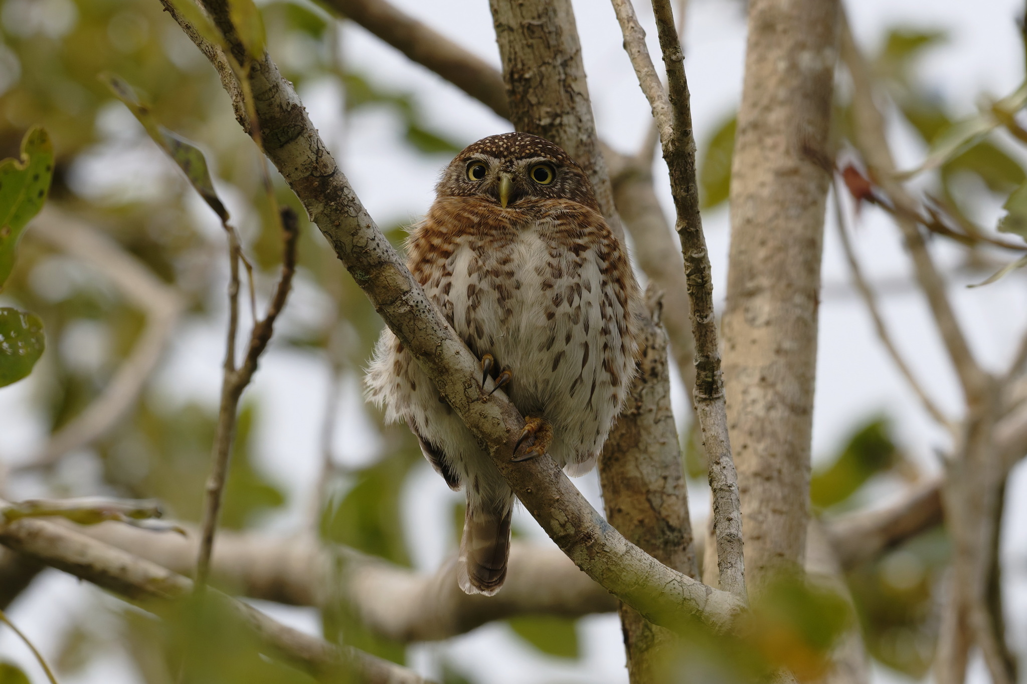 Cuban Pygmy Owl (Glaucidium siju), photo 9