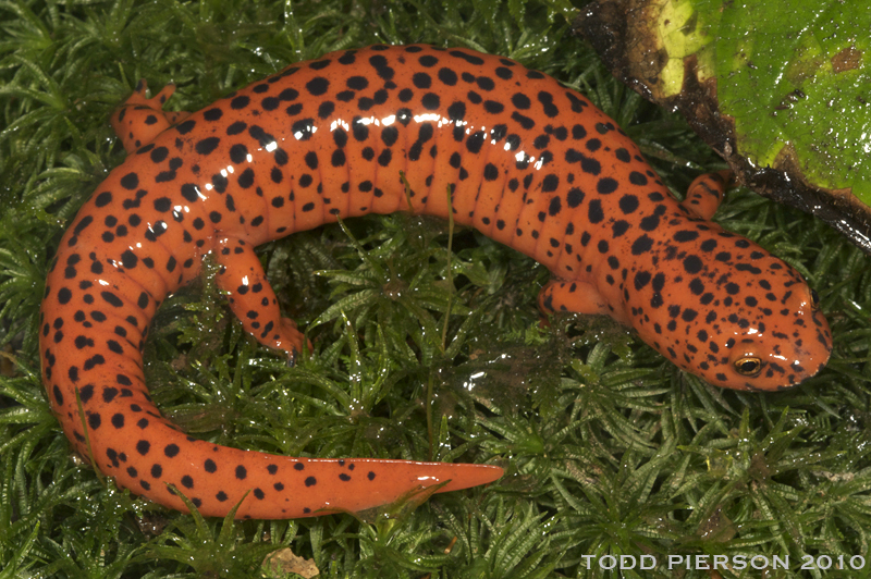 sti sjældenhed Bære Red Salamander (Amphibians &amp; Reptiles of Cuyahoga Valley National Park)  · iNaturalist