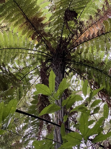 New Zealand tree fern (Dicksonia squarrosa)