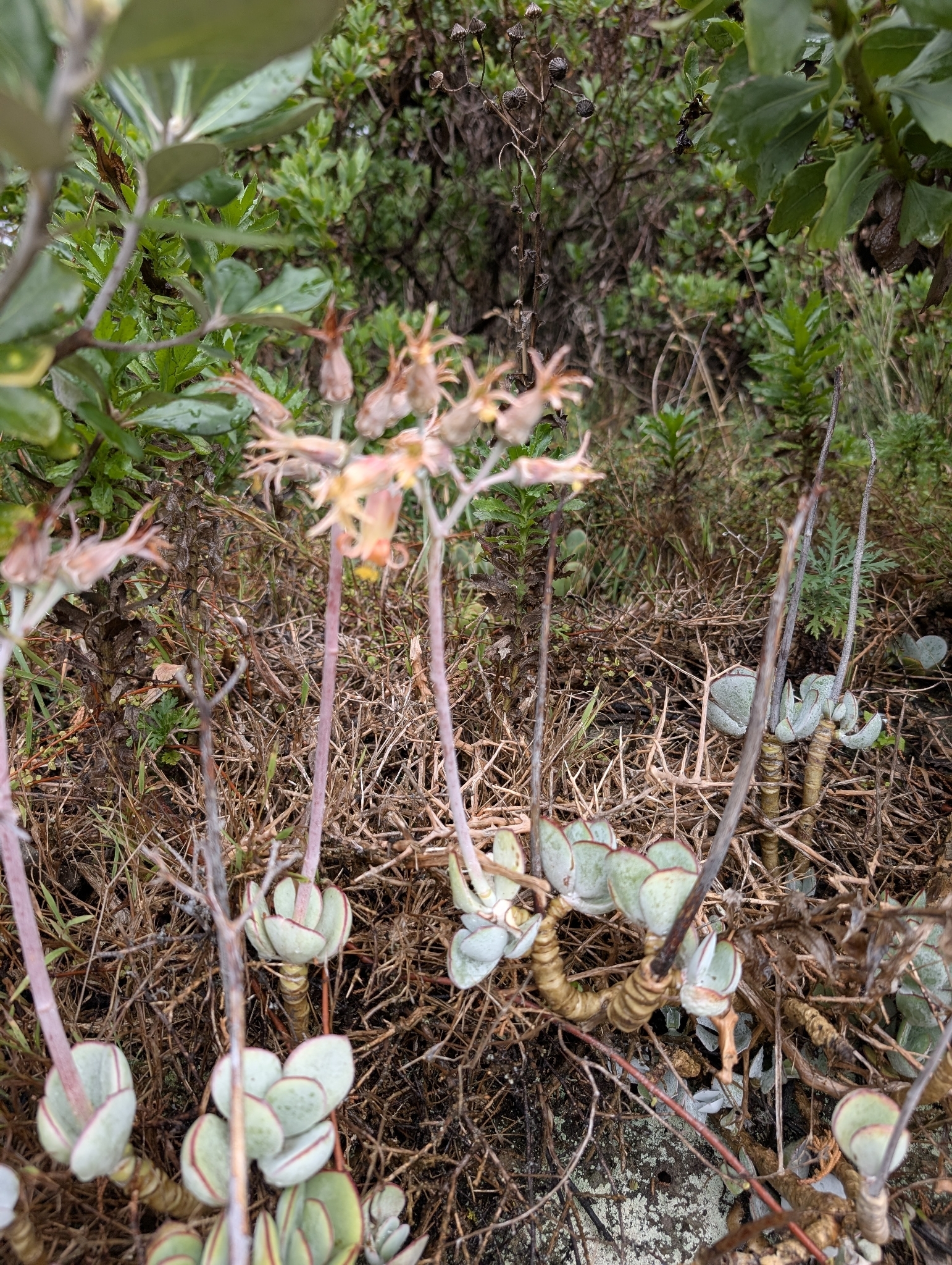 Pig's Ear (Cotyledon orbiculata)
