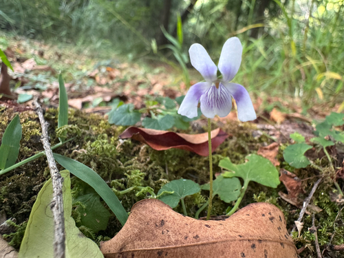 Viola hederacea (Viola hederacea)