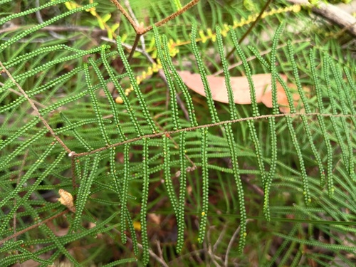 Pouched Coral Fern (Gleichenia dicarpa)