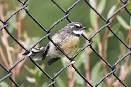 Grey Fantail, photo 2 of 10