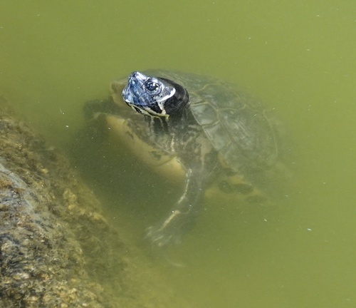 Trachemys scripta
