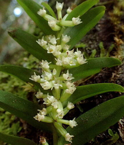 Appendicula reflexa observed 2026-04-09