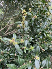 Buxaceae
