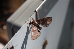 Apatelodes albipunctata