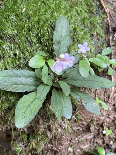 Staurogyne concinnula, photograph 2