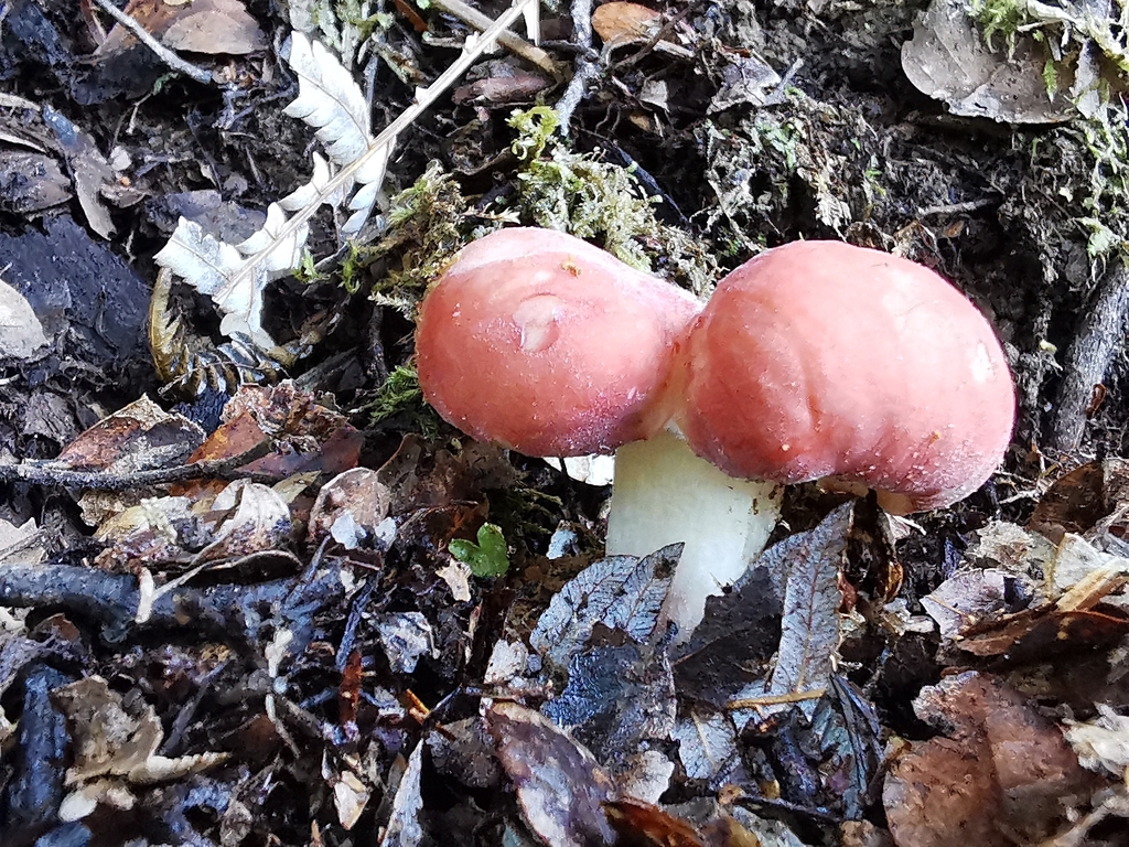 Russula kermesina · April 2026 · photo: © luisa5719 (iNaturalist, cc-by)