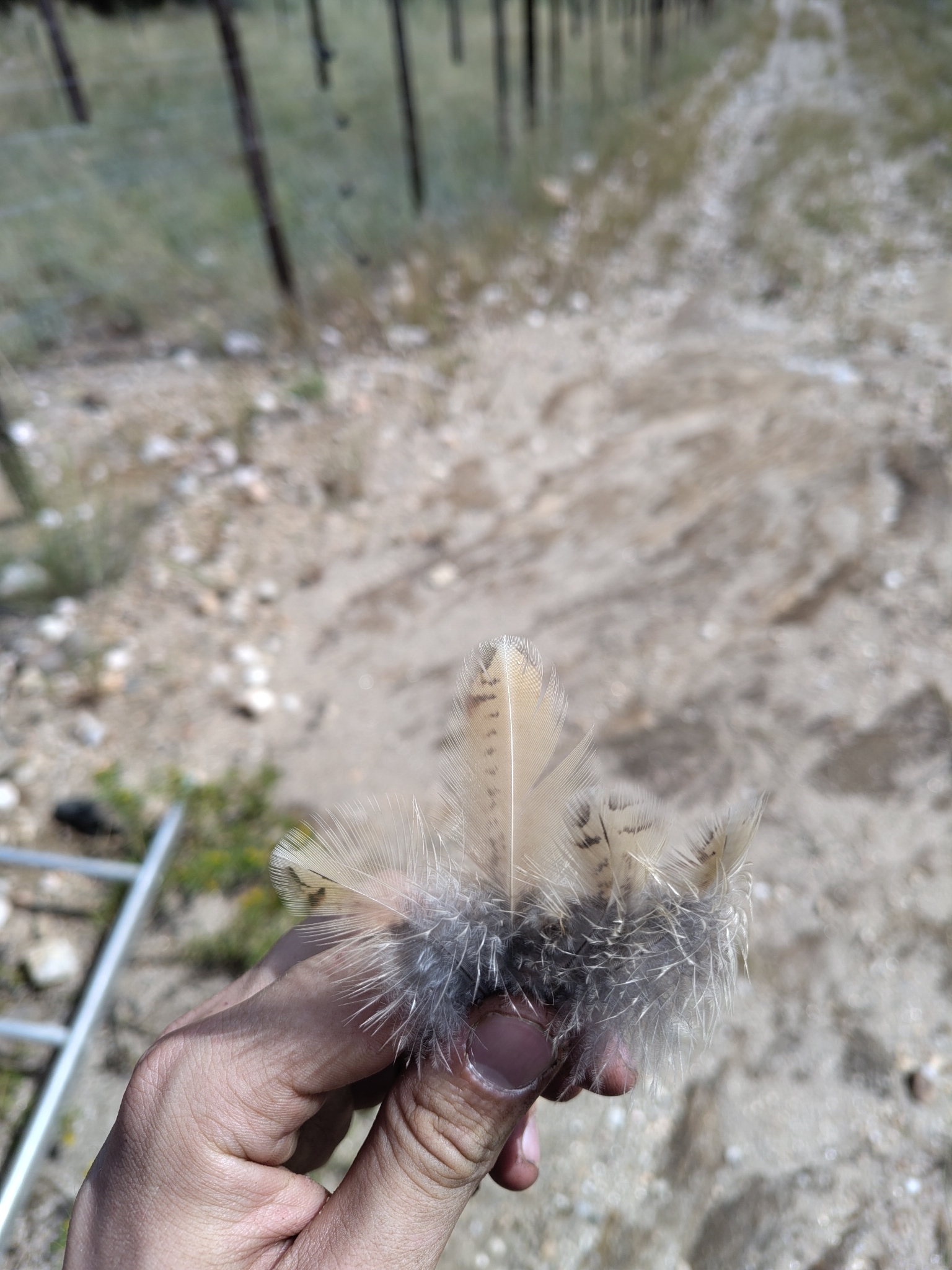 Orange River Francolin (Scleroptila gutturalis), photo 10