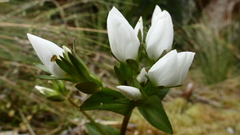 Gentianella montana