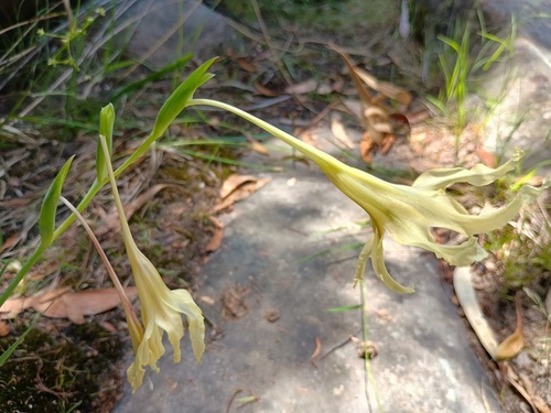 Wild gladiolus (Gladiolus undulatus)