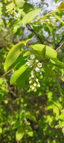bird cherry (Prunus padus)